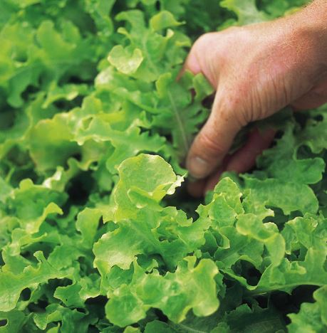 Lettuce 'Salad Bowl' - Seeds