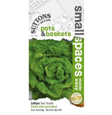 Lettuce 'Tom Thumb' - Seeds - Image 2