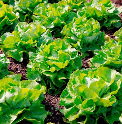 Lettuce 'Unrivalled' - Seeds