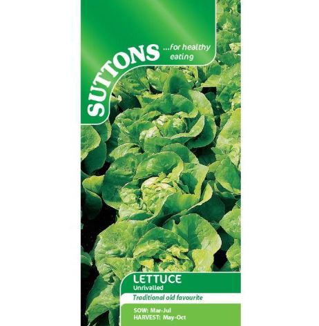 Lettuce 'Unrivalled' - Seeds - Image 2