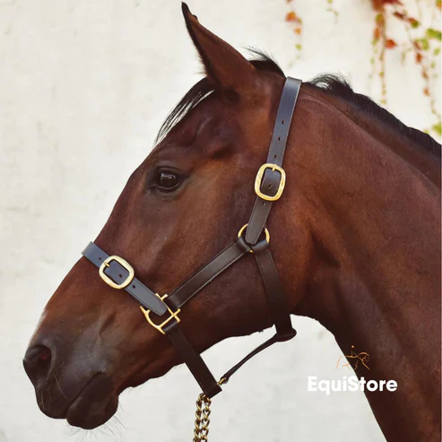 MACKEY CLASSIC LEATHER HEADCOLLAR FULL BROWN