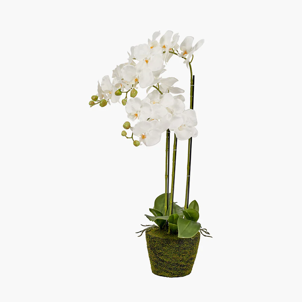 Medium White Orchid in Moss Pot - Image 2