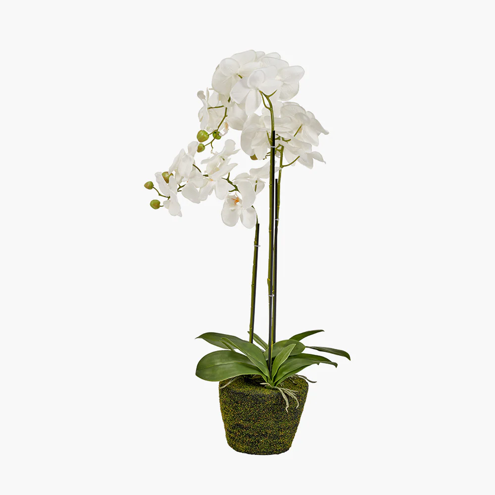 Medium White Orchid in Moss Pot - Image 3
