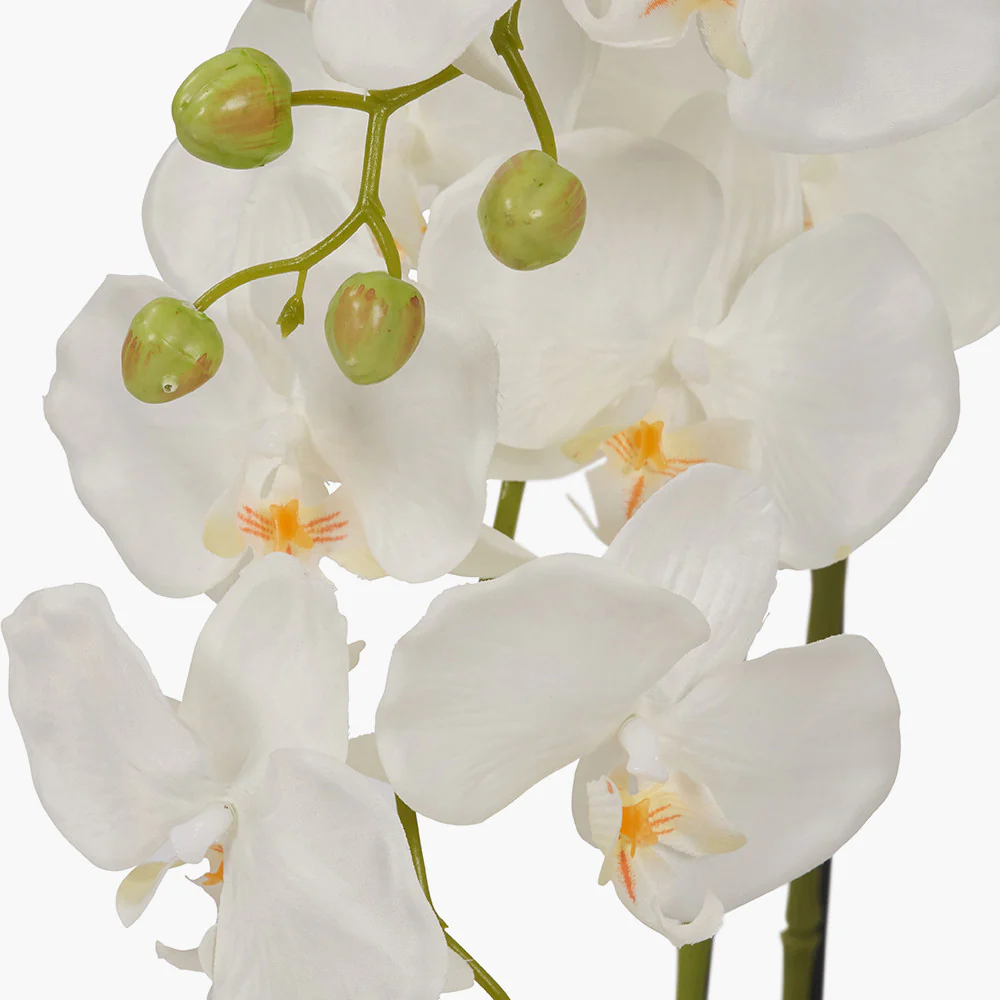 Medium White Orchid in Moss Pot - Image 5
