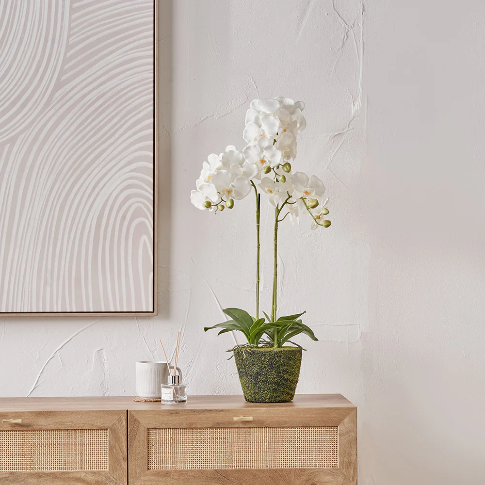 Medium White Orchid in Moss Pot - Image 7