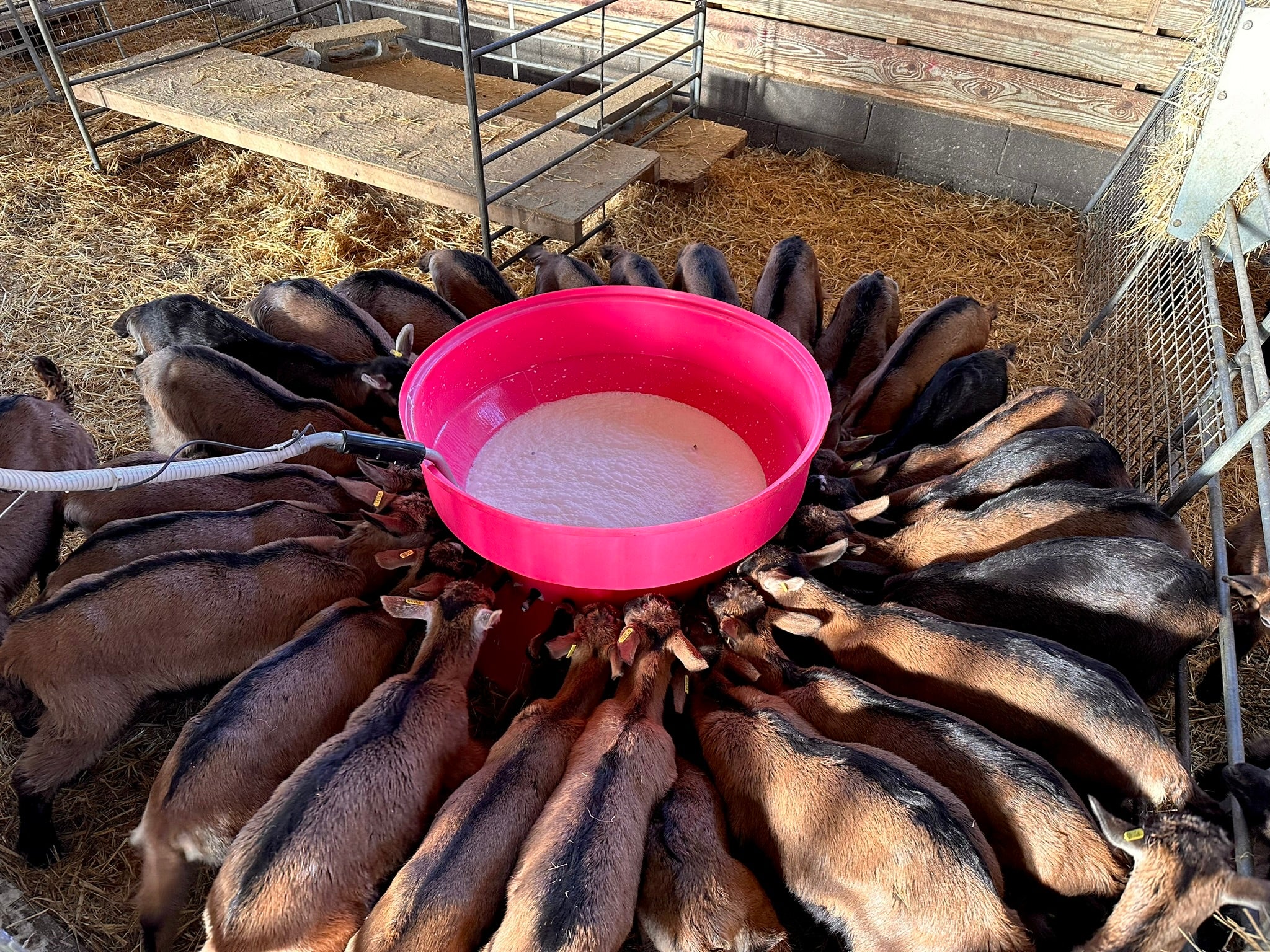 Milkbar Lamb/Kid 30 Teat Round Feeder - Image 3