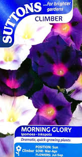 Morning Glory Inkspots Flower Seeds - Image 2