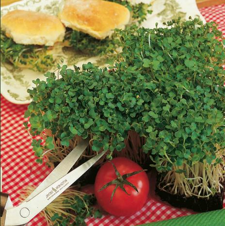 Mustard 'White' - Seeds