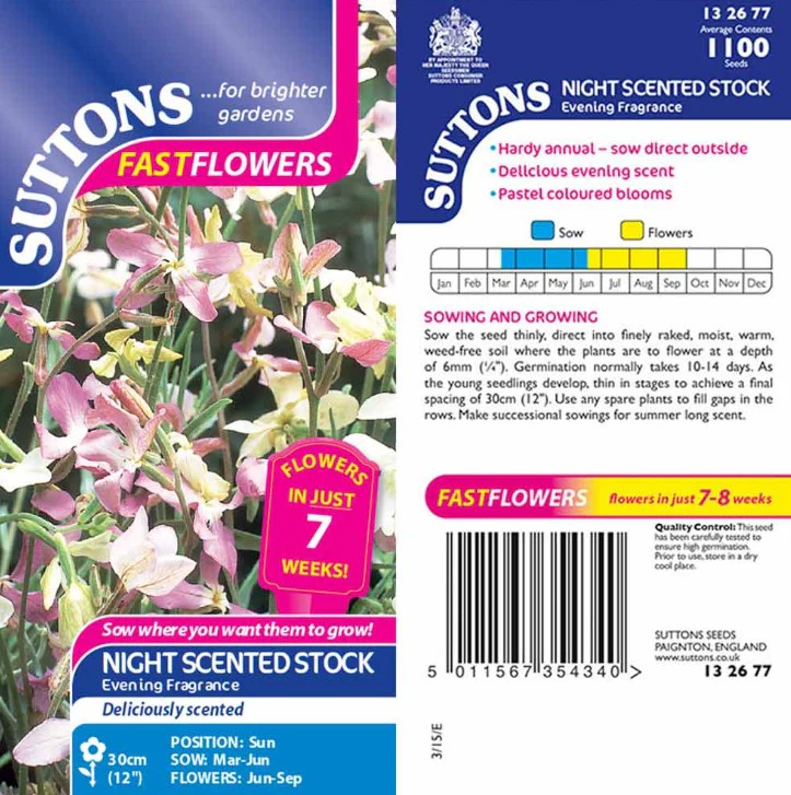 Night Scented Stock Evening Fragrance Flower Seeds - Image 2