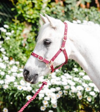 NYLON HEADCOLLAR PONY BURGUNDY