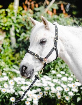 NYLON HEADCOLLAR WEANLING BLACK