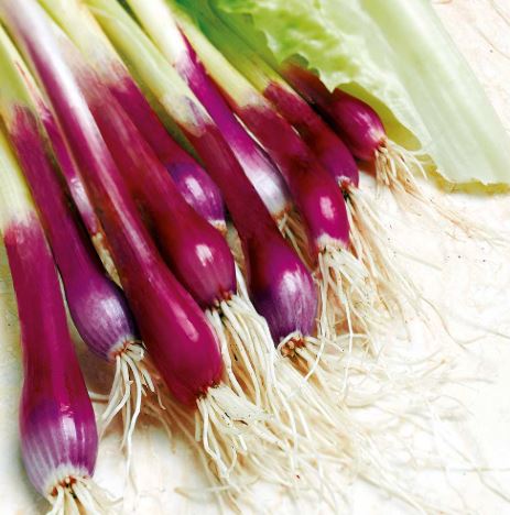 Onion (Salad) 'Apache' - Seeds