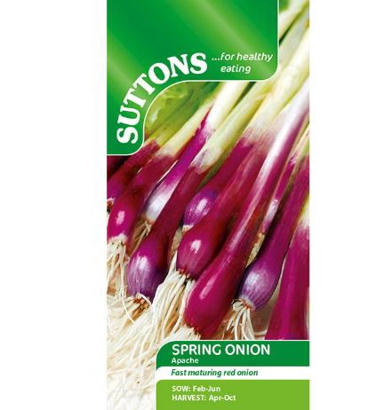 Onion (Salad) 'Apache' - Seeds - Image 2