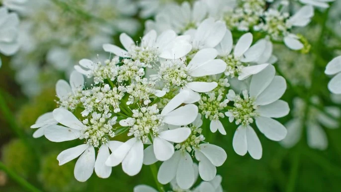 Orlaya Grandiflora Flower Seeds