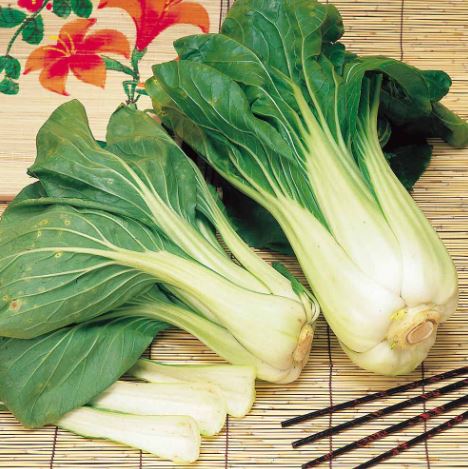 Pak Choi F1 'Hanakan' - Seeds - Image 2