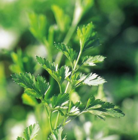 Parsley 'Plain Leaved 2' - Seeds