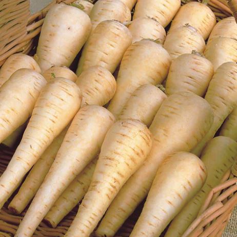 Parsnip F1 'Albion' - Seeds - Image 2