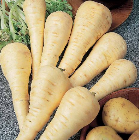 Parsnip F1 'Gladiator' - Seeds