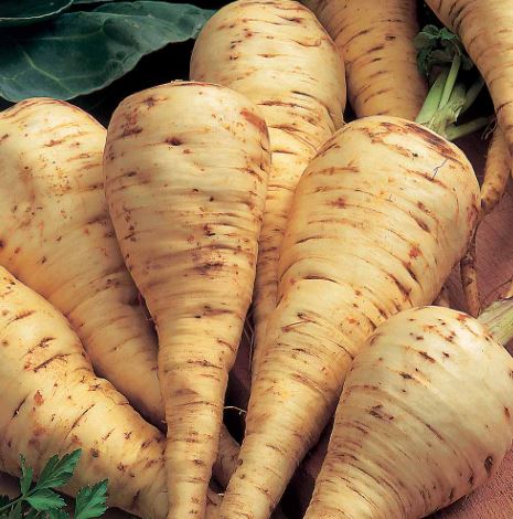 Parsnip 'White Gem' - Seeds - Image 3