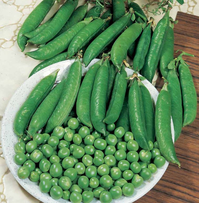 Pea 'Kelvedon Wonder' - Seeds - Image 2