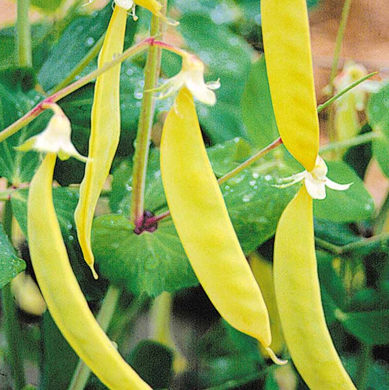 Pea Mangetout 'Multicoloured Mix' - Seeds - Image 3