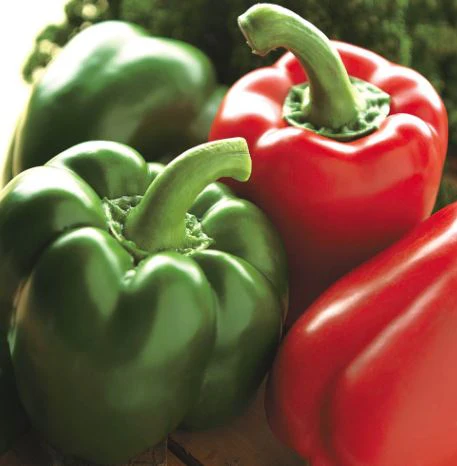 Pepper Sweet 'Californian Wonder' - Seeds