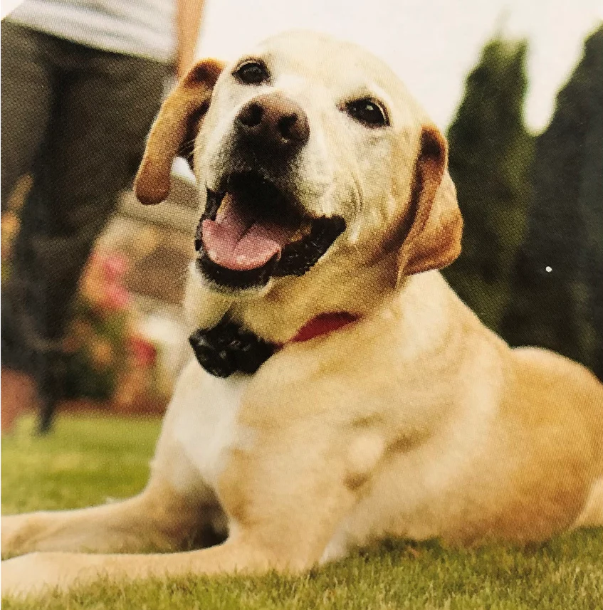 Petsafe Dog Control Perimeter System Large Dog - Image 4