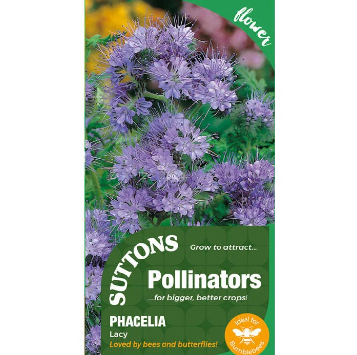 Phacelia Tanacetifolia Lacy Flower Seeds - Image 2