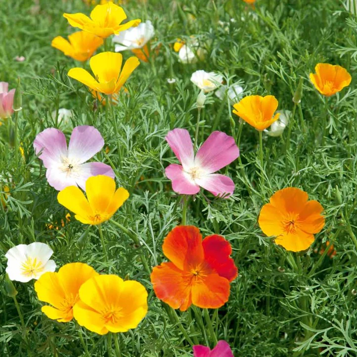 Poppy Californian Vivid Mix Flower Seeds