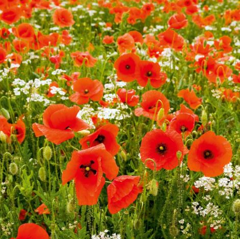 Poppy 'Field Poppy (Rhoeas)' - Seeds - Image 2