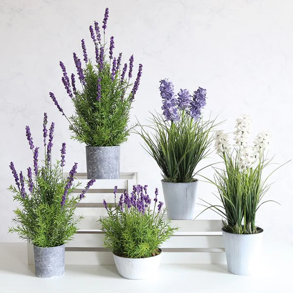 Potted Lavender 65cm - Image 2