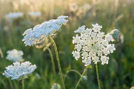 Queen Anne's Lace Flower Seeds