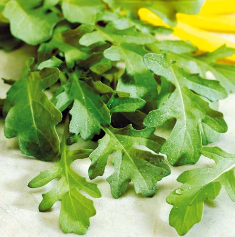 Rocket - Seeds - Image 2