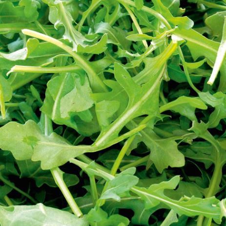 Rocket 'Wild' - Seeds