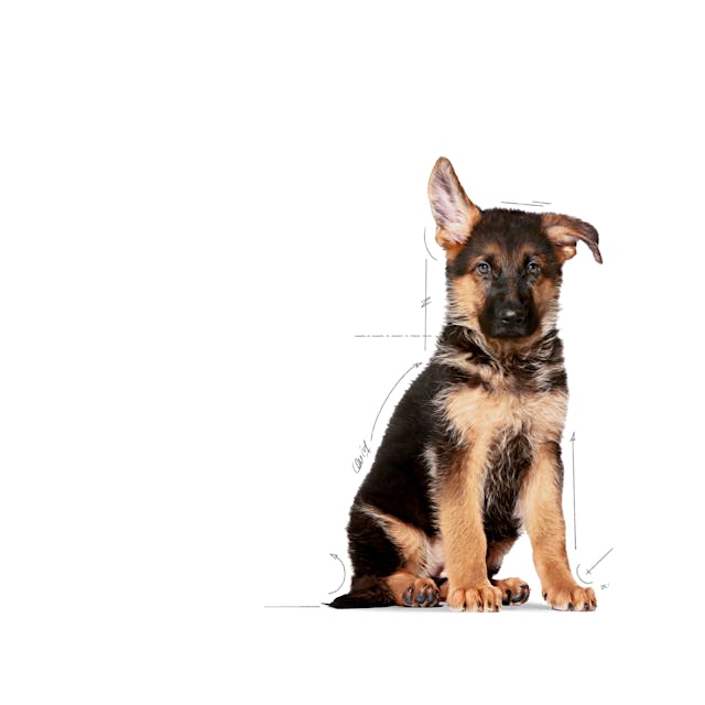 Royal Canin Maxi Puppy 15kg - Image 3