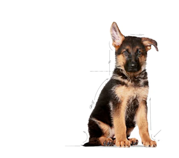 Royal Canin Maxi Puppy - 4kg - Image 3