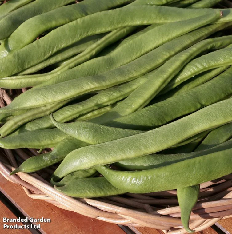 Runner Bean 'Best Of All' - Seeds