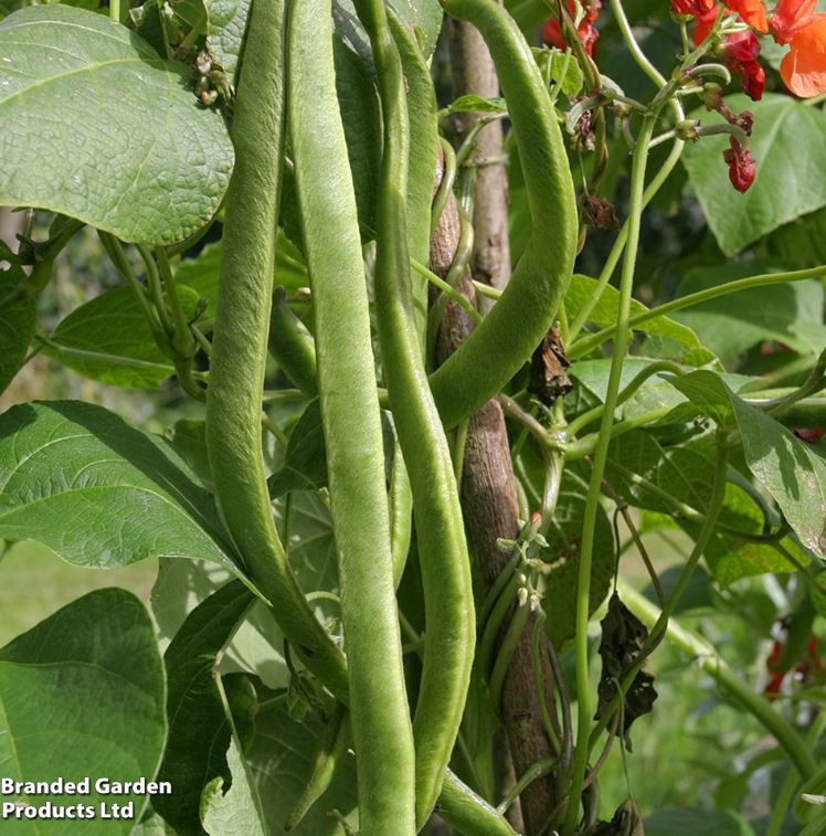 Runner Bean 'Best Of All' - Seeds - Image 2