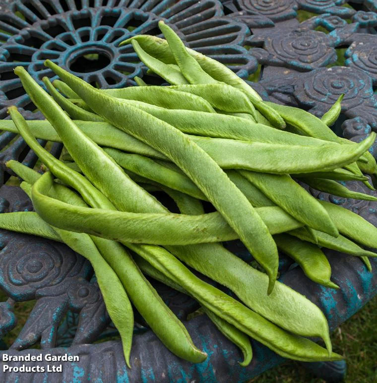 Runner Bean 'Grow A Whopper! (Scarlet Emperor)' - Seeds - Image 2