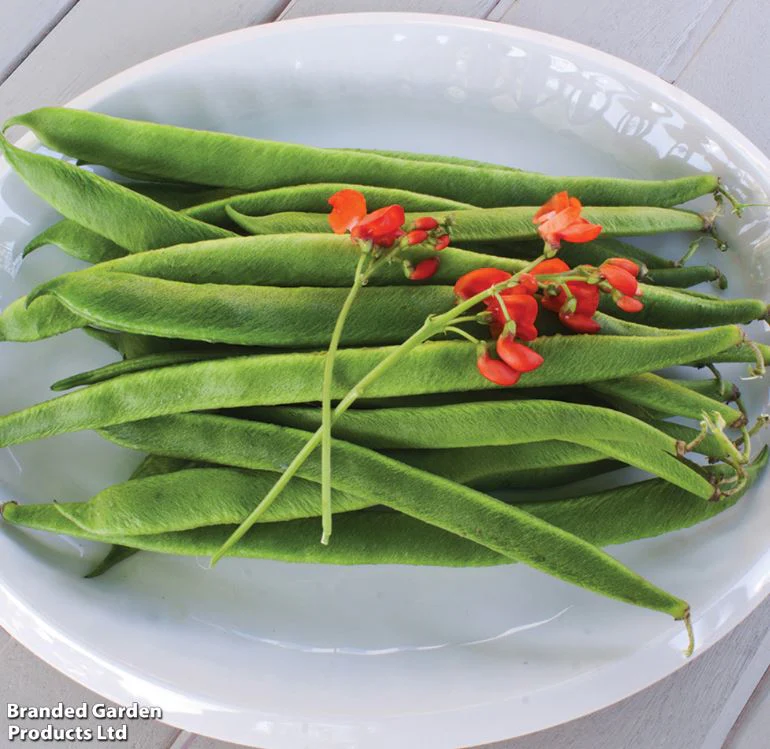 Runner Bean 'Scarlet Emperor' - Seeds - Image 2