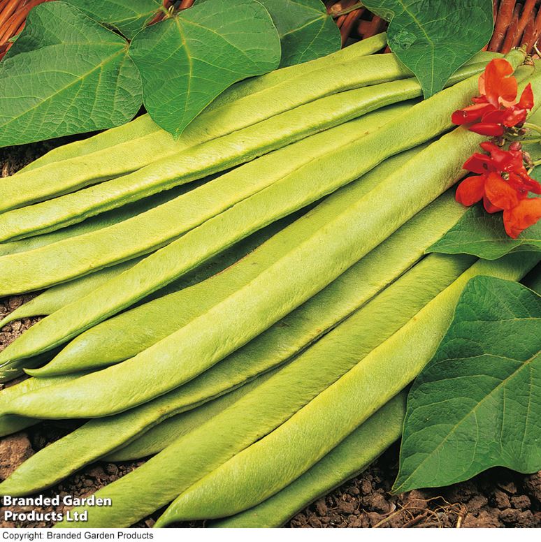 Runner Bean 'Scarlet Emperor' - Seeds - Image 3