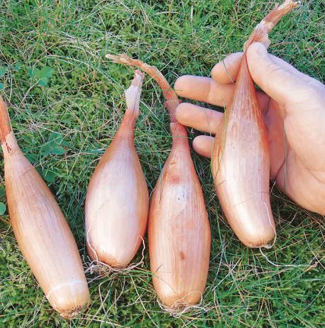Shallot Banana 'Zebrune' - Seeds