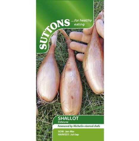 Shallot Banana 'Zebrune' - Seeds - Image 2