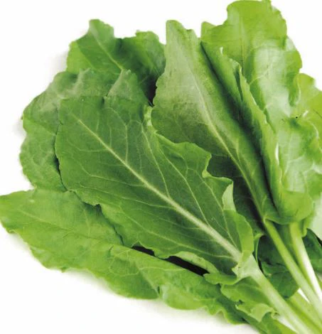 Sorrel - Herb Seeds - Image 2