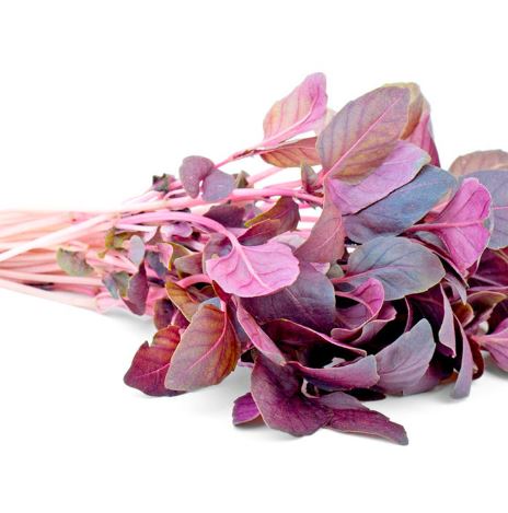 Sprouting 'Basil Dark Opal' - Seeds