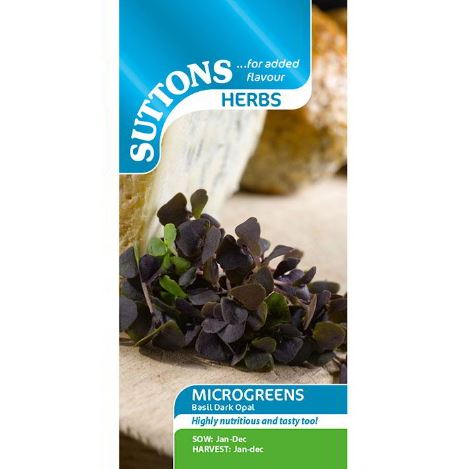 Sprouting 'Basil Dark Opal' - Seeds - Image 2