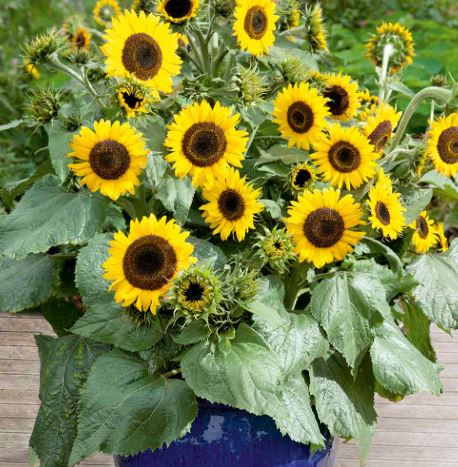 Sunflower 'Waooh!' - Seeds