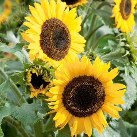 Sunflower 'Waooh!' - Seeds - Image 2
