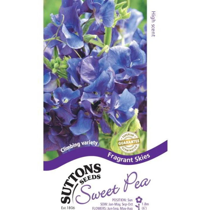 Sweet Pea Fragrant Skies Flower Seeds - Image 2