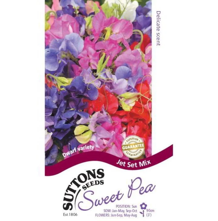 Sweet Pea Jet Set Flower Seeds - Image 2